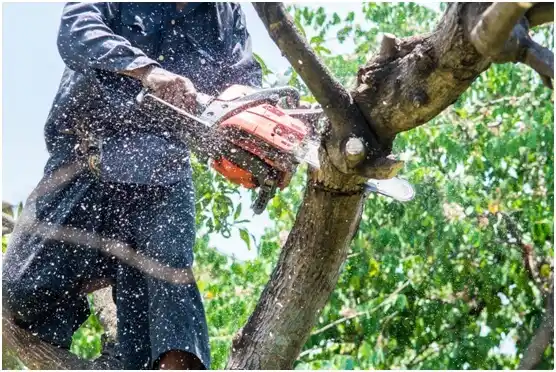 tree services Fountain City